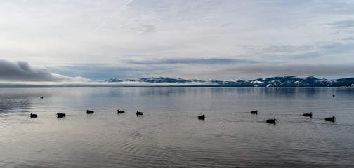 Wolkenueberdeckter Lake Tahoe im Winter mit Enten, Kalifornien, USA