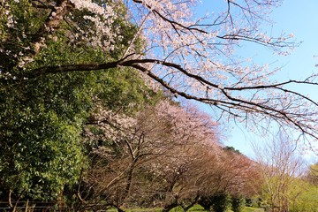 風景　さくら　満開　杤木