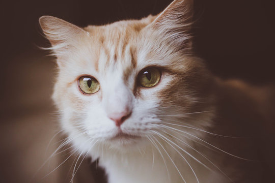 Orange and White Cat 