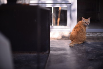 cat on roof