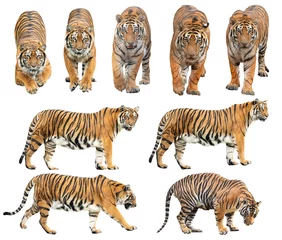 Zelfklevend Fotobehang Bengaalse tijger geïsoleerd op witte achtergrond © anankkml