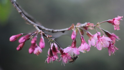 flowers on branch