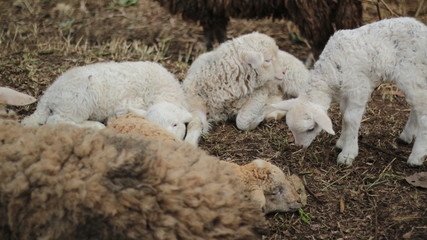 flock of sheep