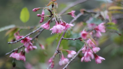 pink flowers in the garden