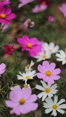 flowers in the garden