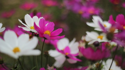 flowers in the garden