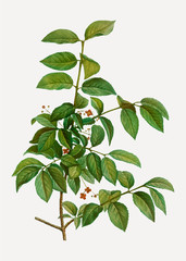 Spindle tree branch