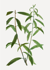 Fototapeta premium White willow branch