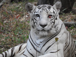 Indian white tiger