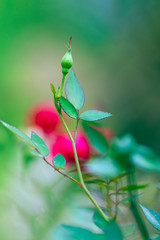 Rose buds