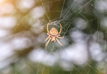spider