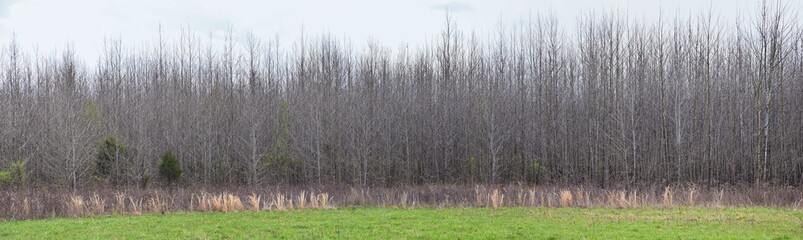 Views of Nature and Pathways along the Shelby Bottoms Greenway and Natural Area Cumberland River frontage trails, bottomland hardwood forests, open fields, wetlands, and streams, Nashville, Tennessee.