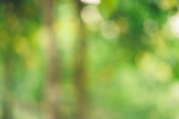 Obraz premium Abstract green bokeh background tree morning light