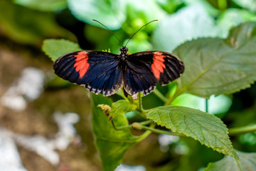 Obraz na płótnie Canvas A close portrait of Erato Heliconian butterfly