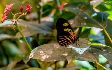 A close portrait of Malay Lacewing butterfly