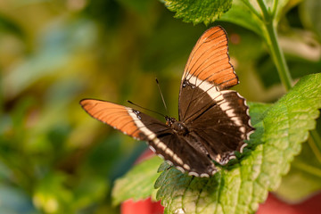 A close portrait of brown page butterfly