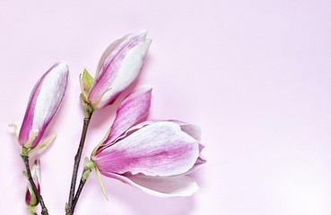 Obraz na płótnie Canvas spring pink magnolias solange on a pink background. copy space. top view.