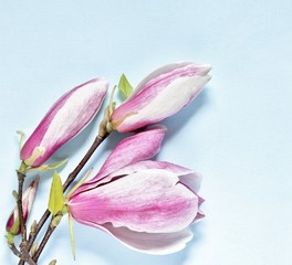 spring  magnolias solange on a blue background. copy space. top view. square format.