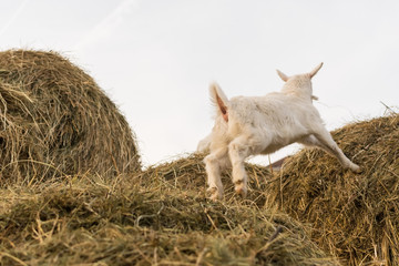 A pretty little white goat jumping on a haystack