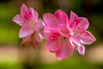 Macro images of phlox paniculata
