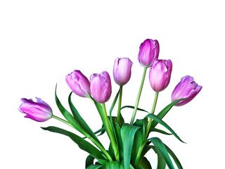 Beautiful bouquet of pink tulips, Liliaceae Lilieae tulipa, with green leaves isolated on white.