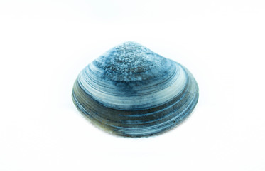 Blue seashell