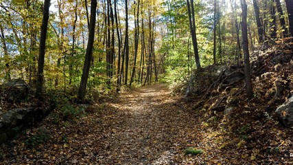 Fall wooded trails 