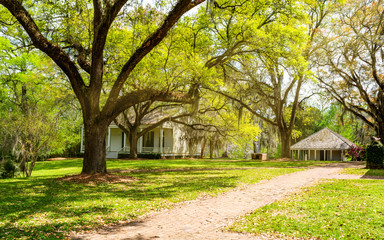 Fototapeta premium The landscape of southern plantation