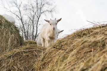 Fototapeta premium A pretty little white goat standing on a haystack