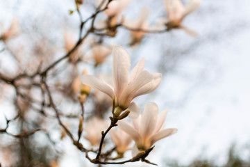 White Flower in tree