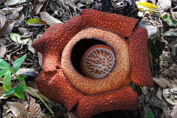 ラフレシアの花