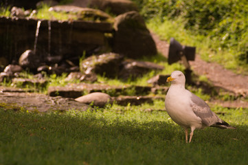 Seagull bird walking on green grass background