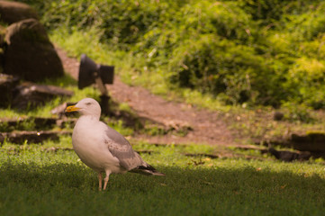 Seagull bird walking on green grass background