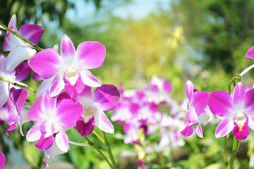 Orchid flower in the garden at winter or spring day using for banner web site and agriculture for...