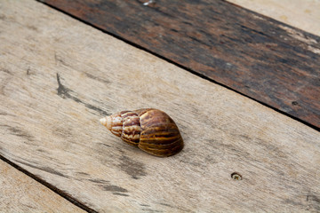 Achatina fulica, the African Giant Snail, from above, on a wooden floor