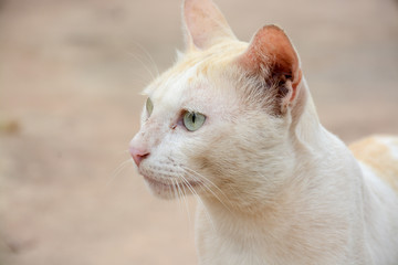Brown and white Cat Image