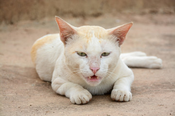 Brown and white Cat Image