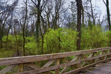 Views of Nature and Pathways along the Shelby Bottoms Greenway and Natural Area Cumberland River frontage trails, bottomland hardwood forests, open fields, wetlands, and streams, Nashville, Tennessee.