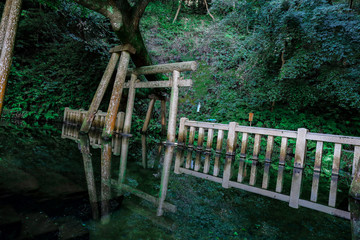 Torii, old tree, pond, Kashima-jingu, japan
