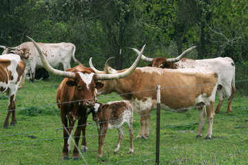 Cows breed longhorn and calf for barbed wire fence. Texas, United States