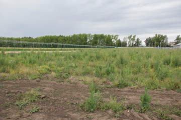 Agricultural field, which is fenced with a net and between there is a field road