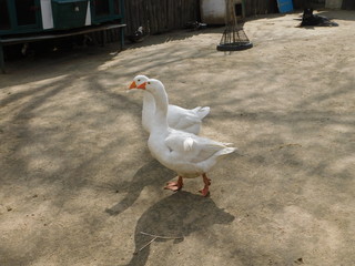  geese in the barnyard