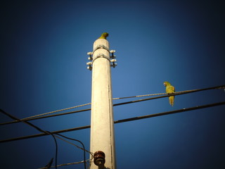 Fototapeta premium AVES