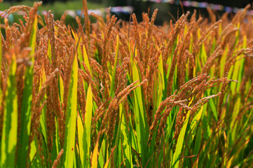 The autumn rice fields