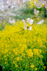 桜の花と菜の花の組み合わせが春の季節感を加速する