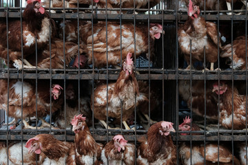 Battery Chickens loaded on a truck on their way to market in Bali, Indonesia