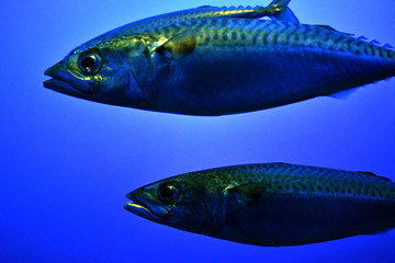 two big fish in the ocean