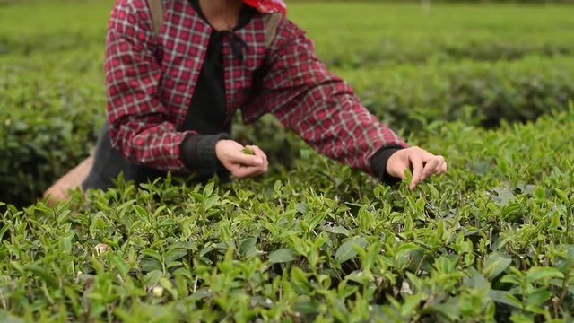 working at tea farm
