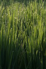 Close-up of rice paddies in morning sunlight with drops of dew