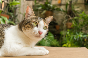 Beautiful cat in the garden.